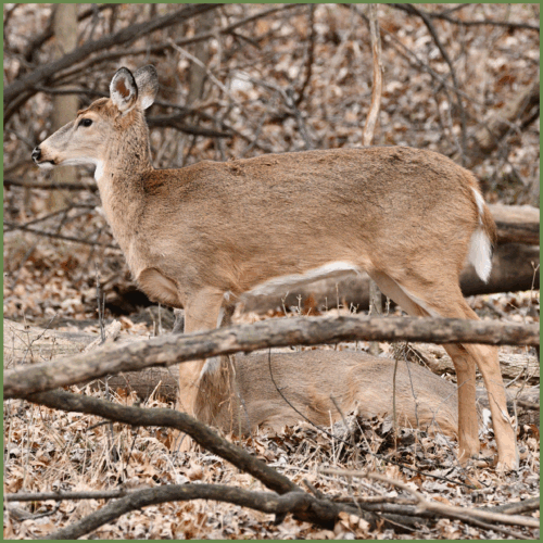 White Tail Deer White Tail Deer