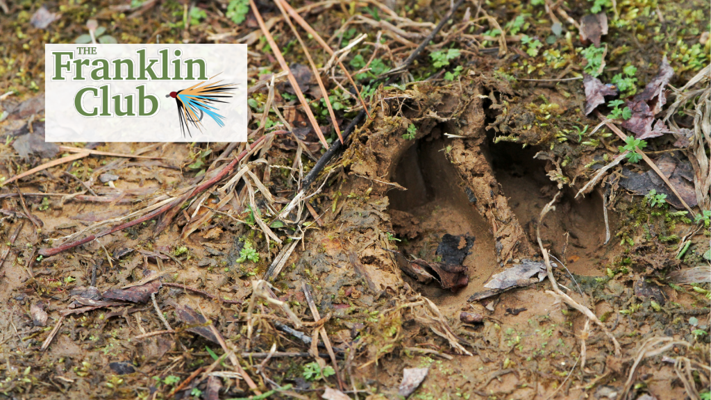 Wildlife Sightings at The Franklin Club