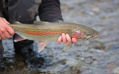5 Fun Facts About Rainbow Trout
