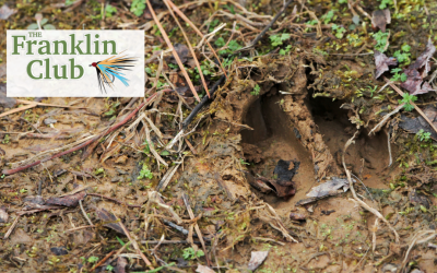 Wildlife Sightings at The Franklin Club