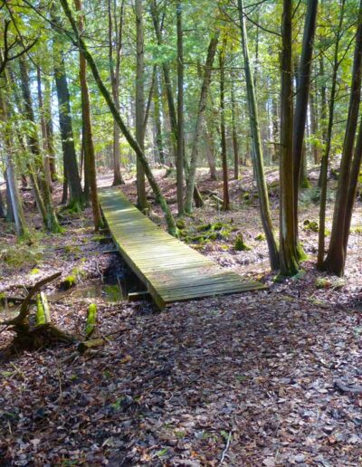 A rustic wooden boardwalk trail curving gracefully through a lush, sun-dappled forest of tall deciduous trees.