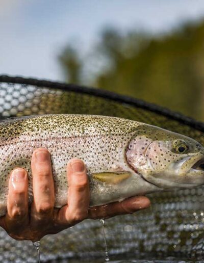 A close-up shot of an angler holding a healthy rainbow trout in a landing net, showcasing its bright pink stripe and speckled silver scales.