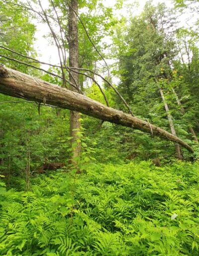 A large mossy tree trunk fallen across a dirt path that winds through a vibrant, lush green forest understory.
