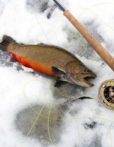 A brilliant brook trout showing its deep orange underbelly, resting on a bed of fresh snow alongside a classic split-cane fly fishing rod and metal reel.
