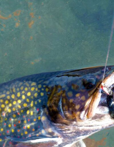 A dramatic underwater close-up of a speckled brook trout with its mouth open, revealing its sharp teeth and a fishing line.