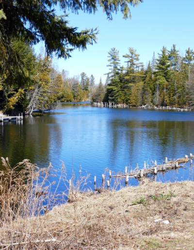 A wide landscape view of a calm, deep blue lake framed by a dense, green pine forest under a bright sky.