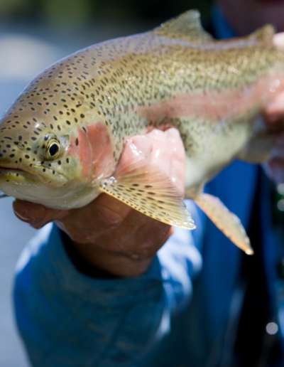 A stunning close-up shot of a freshly caught rainbow trout being held in a hand, highlighting its vibrant pink-red lateral stripe and finely detailed spotted scales.