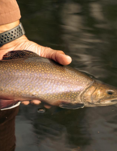 A close-up shot of a hand securely holding a beautiful, healthy trout over the water.