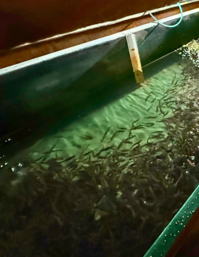 Countless small trout swimming in a green-lined indoor hatchery tank filled with clear flowing water.